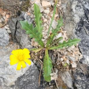 Click to view this image in a large viewer