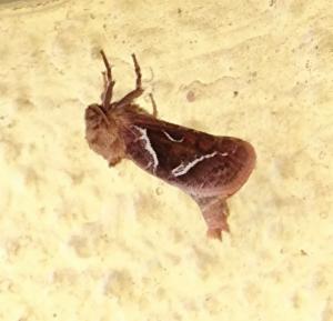 Click to view this image in a large viewer