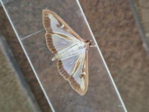 Click to view this image in a large viewer