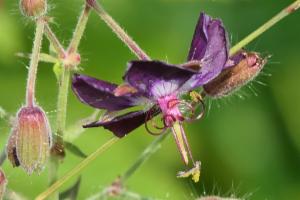 Click to view this image in a large viewer