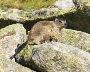 Click to view this image in a large viewer