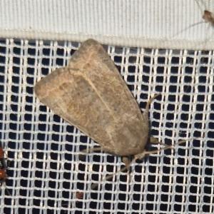 Click to view this image in a large viewer