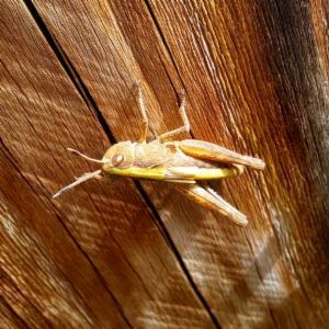 Click to view this image in a large viewer