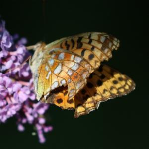 Click to view this image in a large viewer