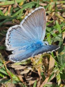 Click to view this image in a large viewer