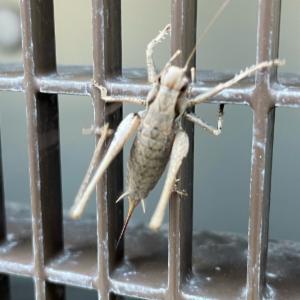 Click to view this image in a large viewer