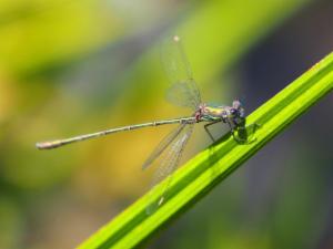 Click to view this image in a large viewer