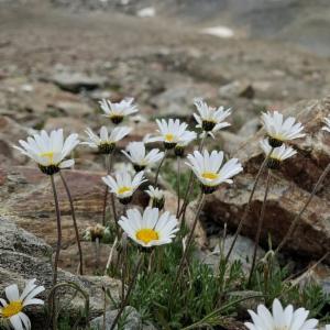 Click to view this image in a large viewer