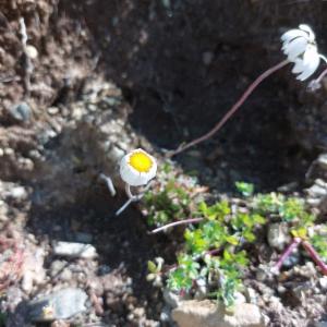 Click to view this image in a large viewer