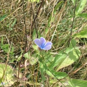 Click to view this image in a large viewer