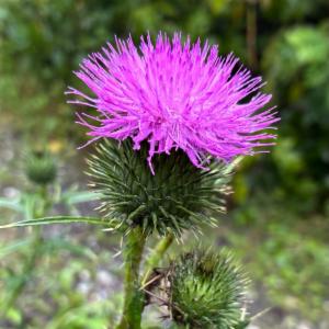 Click to view this image in a large viewer