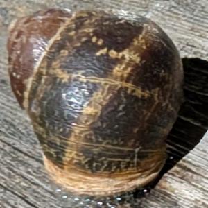 Click to view this image in a large viewer