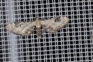 Click to view this image in a large viewer