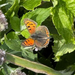 Click to view this image in a large viewer