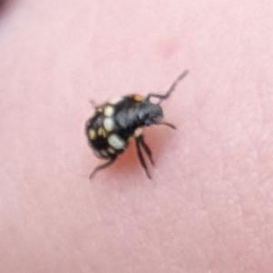 Click to view this image in a large viewer