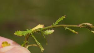 Click to view this image in a large viewer