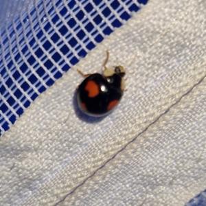 Click to view this image in a large viewer