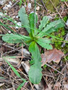 Click to view this image in a large viewer