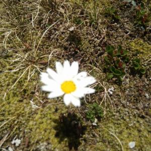 Click to view this image in a large viewer