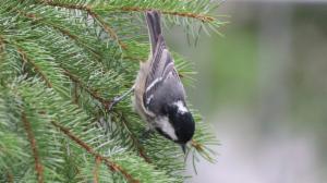 Click to view this image in a large viewer