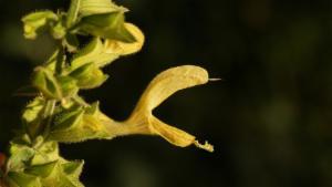 Click to view this image in a large viewer