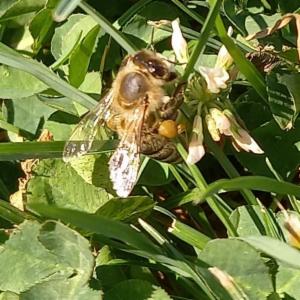 Click to view this image in a large viewer