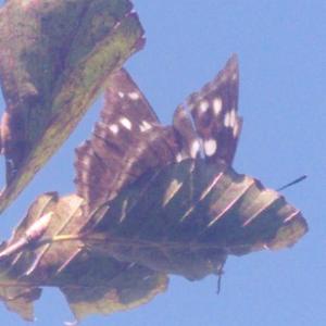 Click to view this image in a large viewer