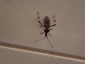 Click to view this image in a large viewer