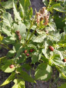 Click to view this image in a large viewer