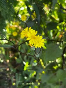 Click to view this image in a large viewer