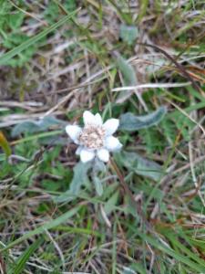 Click to view this image in a large viewer