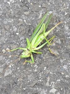 Click to view this image in a large viewer