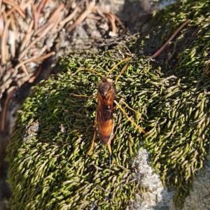 Click to view this image in a large viewer