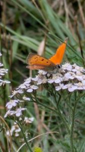 Click to view this image in a large viewer