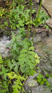 Click to view this image in a large viewer