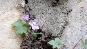 Click to view this image in a large viewer