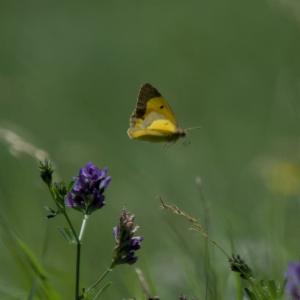 Click to view this image in a large viewer