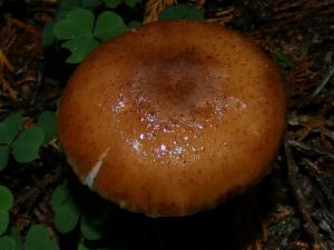 Click to view this image in a large viewer