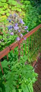 Click to view this image in a large viewer