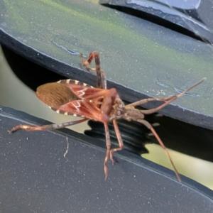 Click to view this image in a large viewer