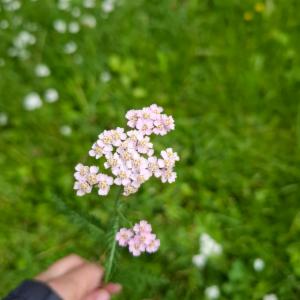 Click to view this image in a large viewer