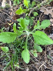 Click to view this image in a large viewer