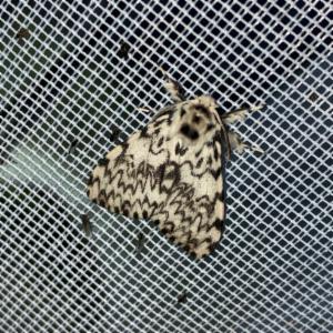 Click to view this image in a large viewer