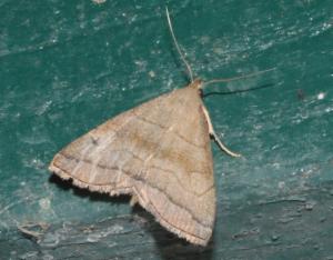 Click to view this image in a large viewer