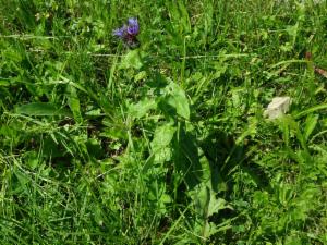 Click to view this image in a large viewer