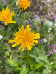 Click to view this image in a large viewer