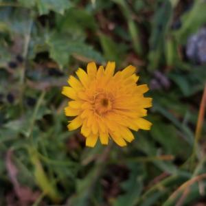 Click to view this image in a large viewer