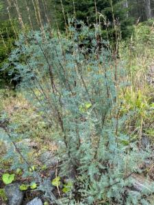 Click to view this image in a large viewer