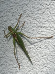 Click to view this image in a large viewer