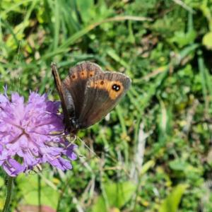 Click to view this image in a large viewer